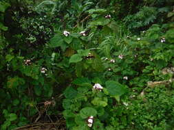 Clerodendrum chinense (Osbeck) Mabb. resmi
