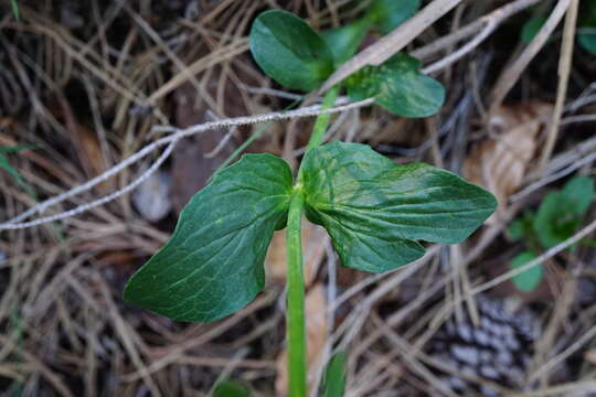 Image of Valeriana montana L.