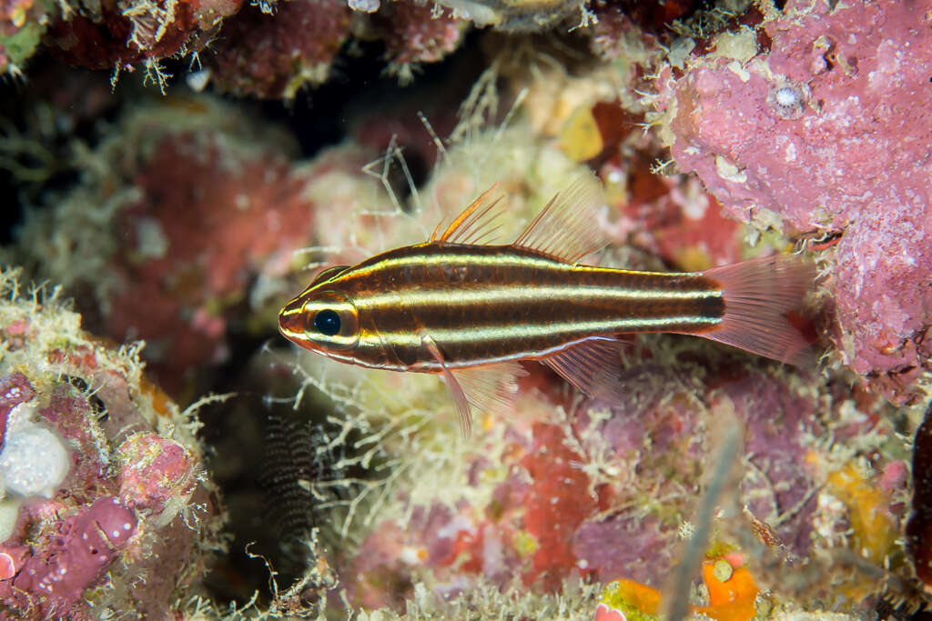 Plancia ëd Ostorhinchus nigrofasciatus (Lachner 1953)