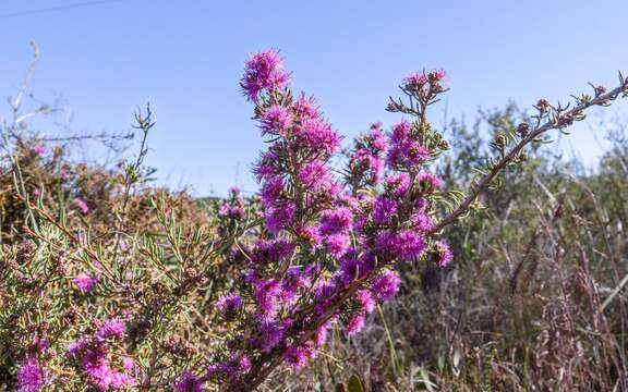 Sivun Melaleuca scabra R. Br. kuva