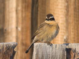 Image of Brown Accentor