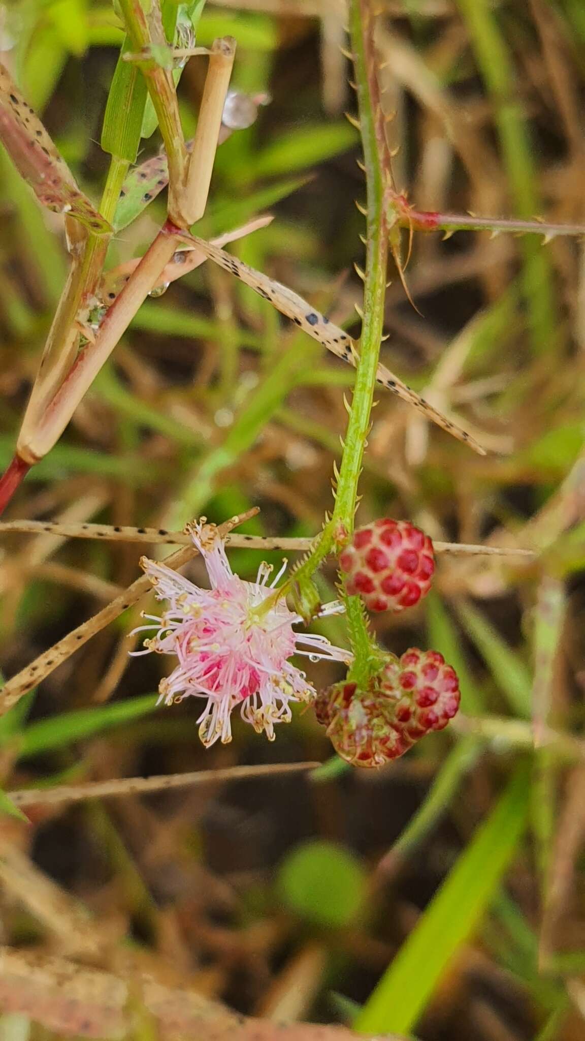 Sivun Mimosa quadrivalvis var. leptocarpa (DC.) Barneby kuva