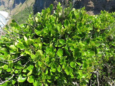 Image of Griselinia littoralis (Raoul) Raoul