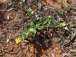 صورة Roepera glauca (F. Müll.) Beier & Thulin