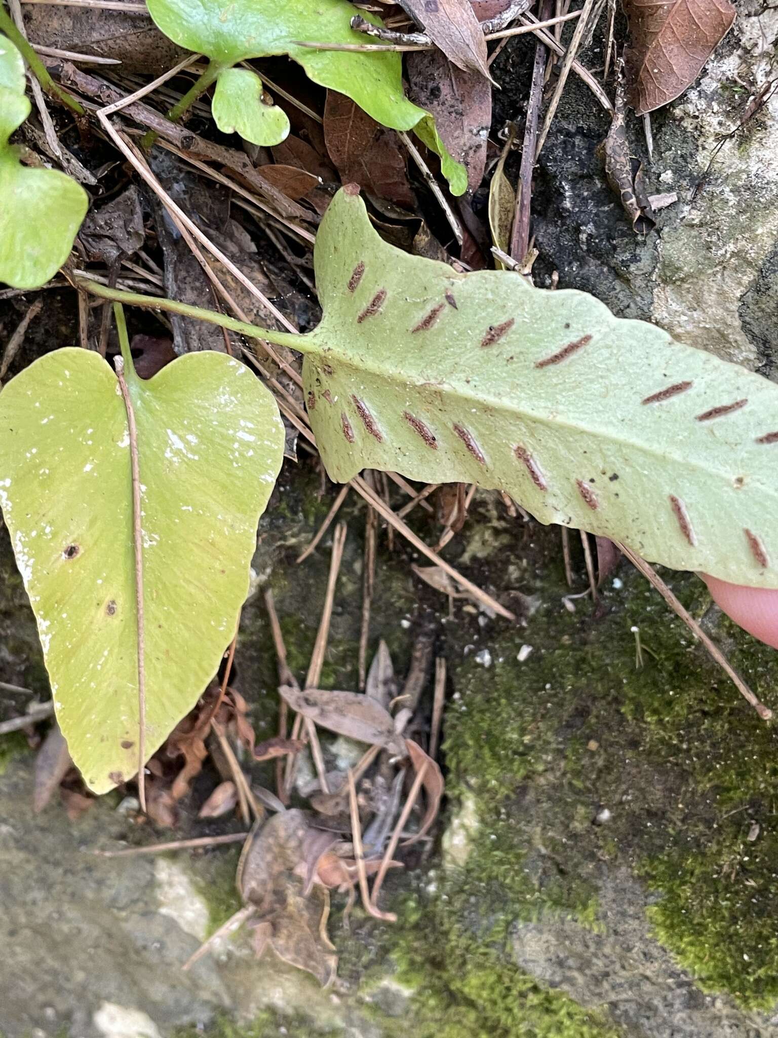 Image of Asplenium sagittatum (DC.) A. J. Bange