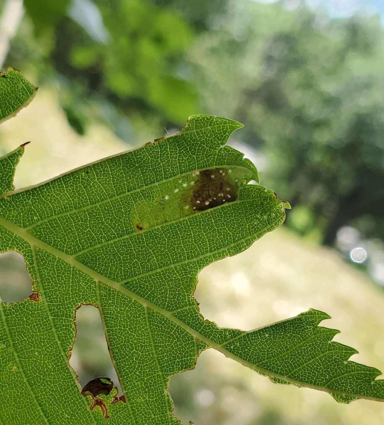 Image of Phyllonorycter argentinotella (Clemens 1859)