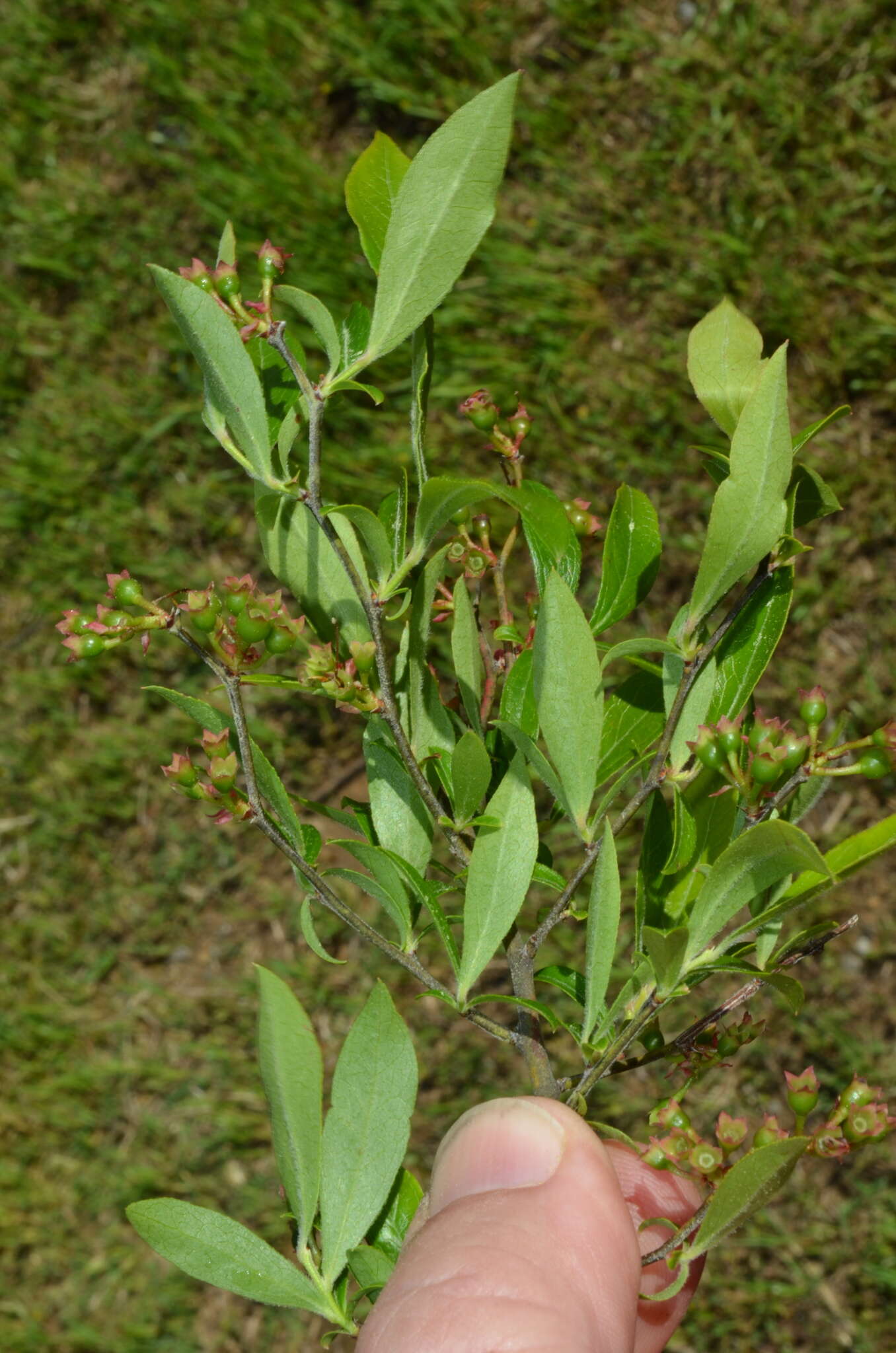 Image de Vaccinium virgatum Ait.