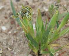 Image of Ferraria parva Goldblatt & J. C. Manning