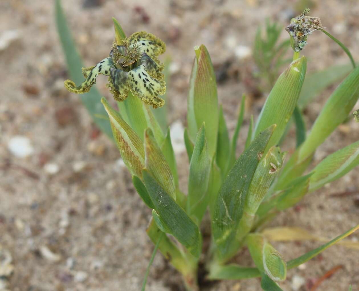 Image of Ferraria parva Goldblatt & J. C. Manning