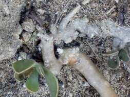 Image of Adromischus caryophyllaceus (Burm. fil.) Lem.