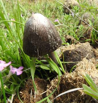 Image of Midden inkcap