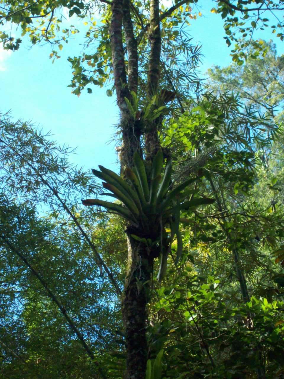 Sivun Aechmea mexicana Baker kuva