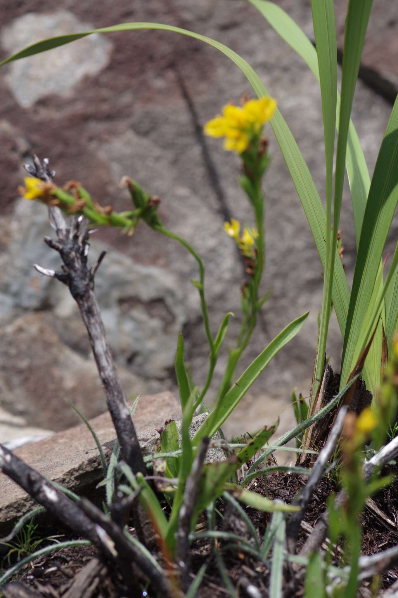 Schizochilus zeyheri Sond. resmi