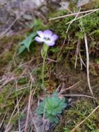 Image of Pinguicula martinezii Zamudio