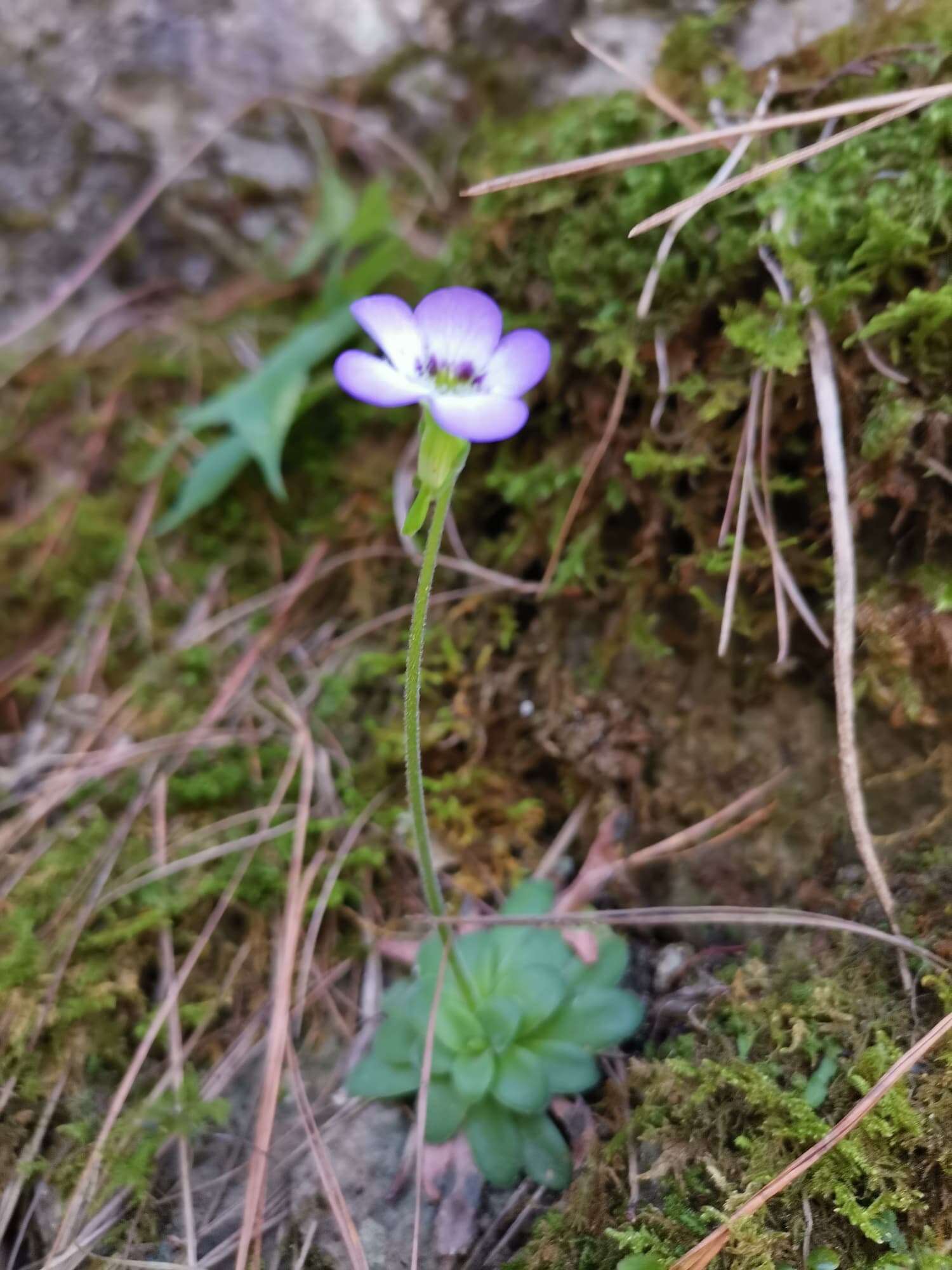 Image of Pinguicula martinezii Zamudio