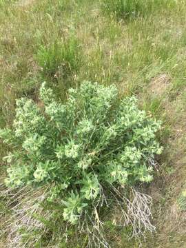 Image of western marbleseed