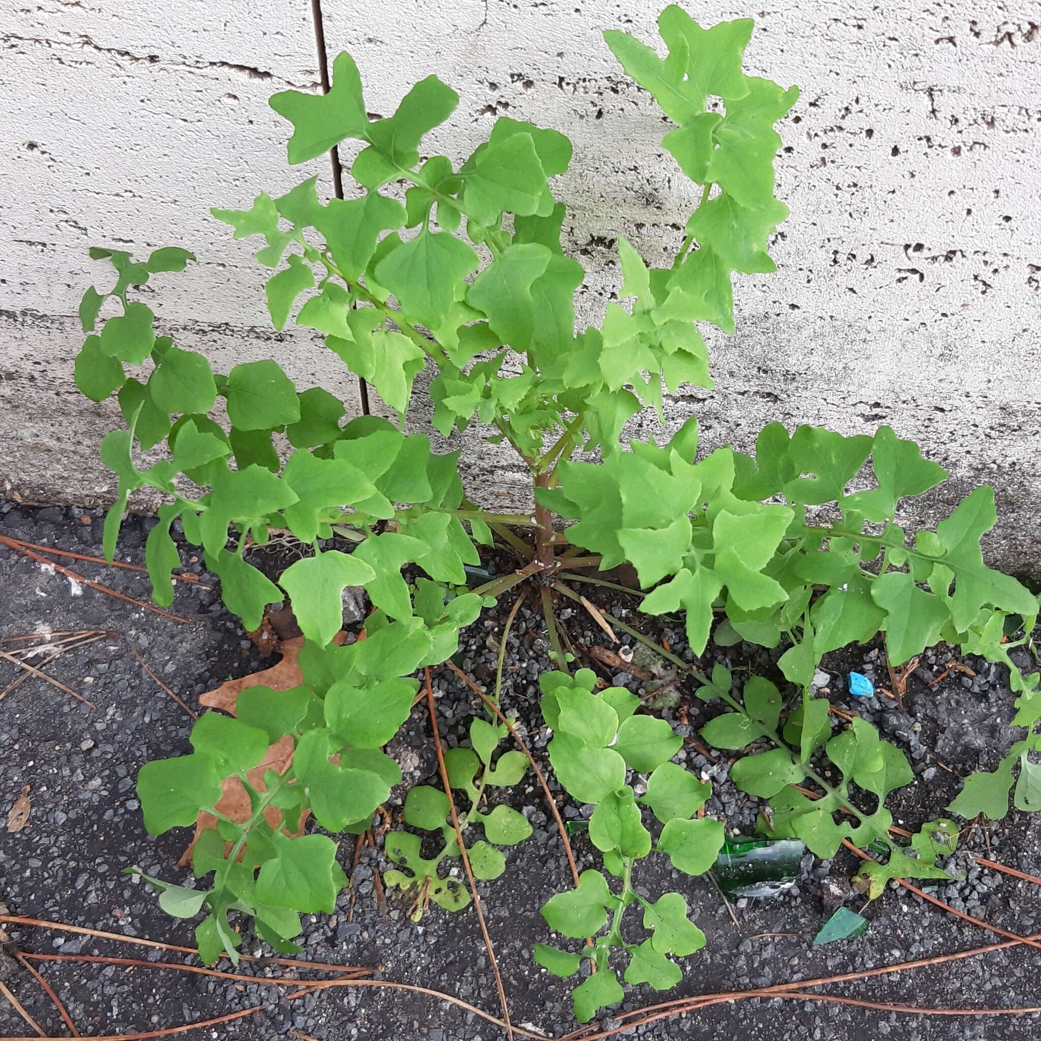 Imagem de Sonchus tenerrimus L.