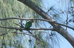 Image of Brown-headed Parrot