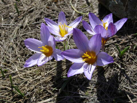 Image of Scotch crocus