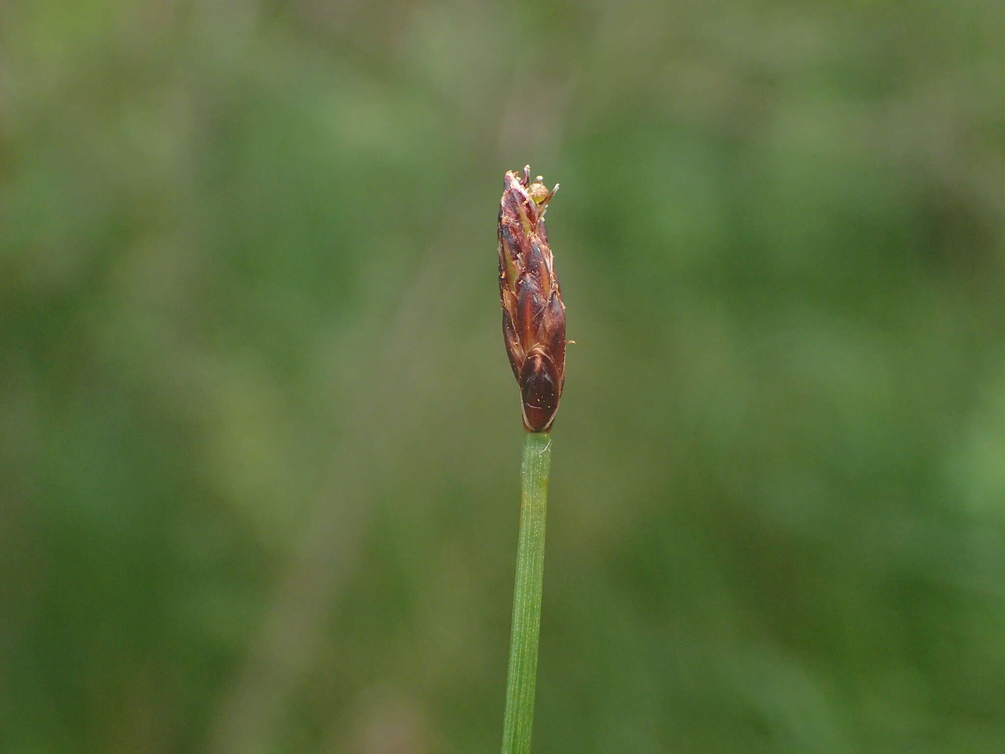 Image of Slender Spike-rush