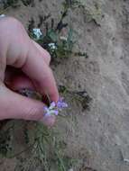 Matthiola fruticulosa (L.) Maire resmi