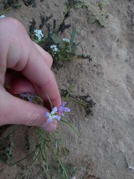 Matthiola fruticulosa (L.) Maire resmi