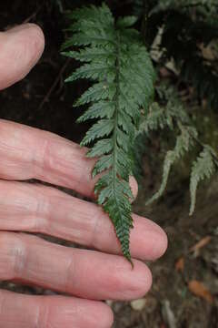 Imagem de Parapolystichum acuminatum (Houlston) Labiak, Sundue & R. C. Moran