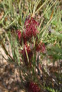 Image de Melaleuca alilateralis Craven & R. D. Edwards