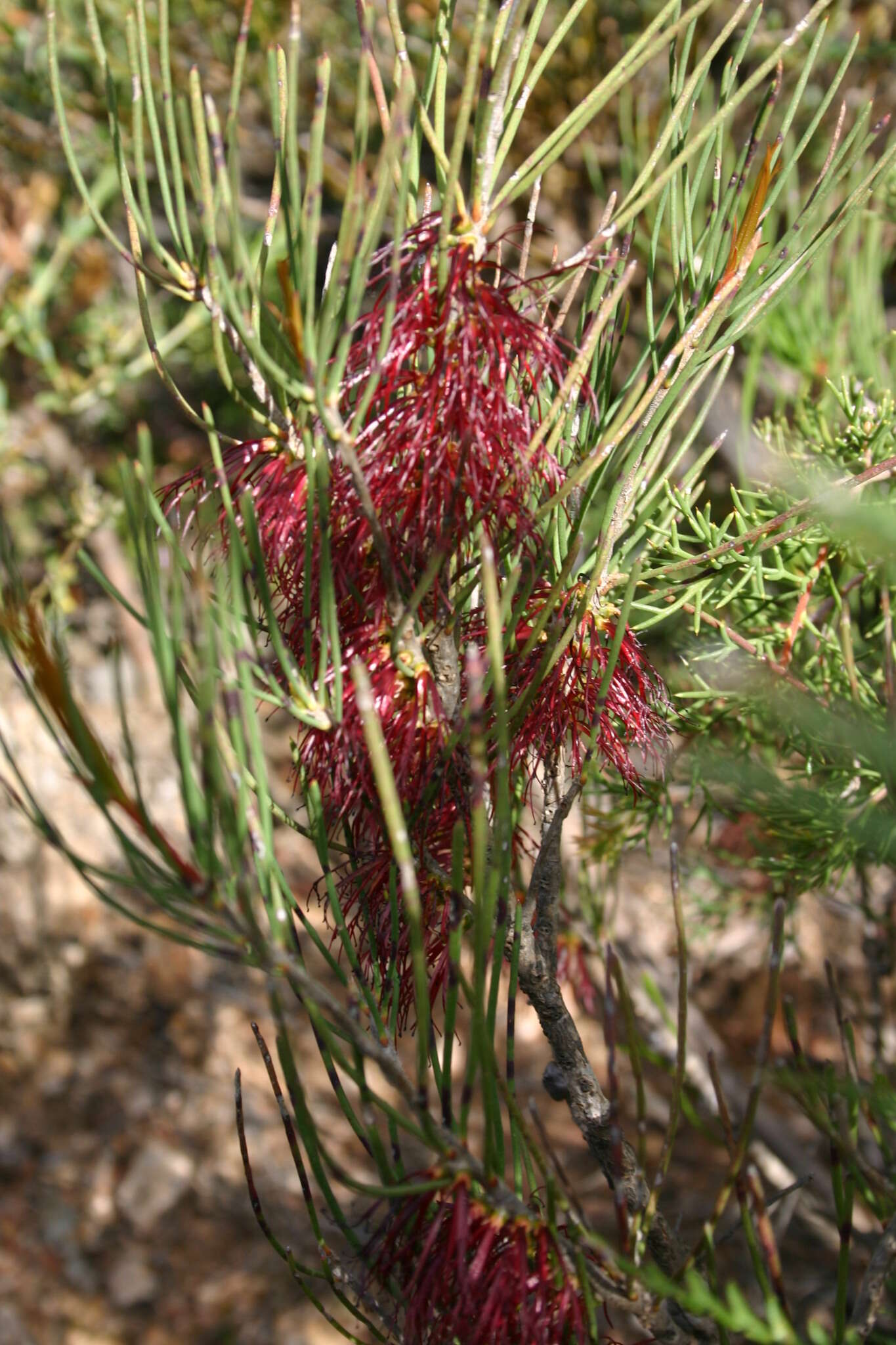 Image of Melaleuca alilateralis Craven & R. D. Edwards