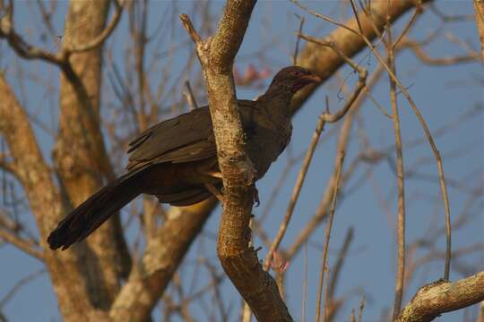 Image of Chaco Chachalaca