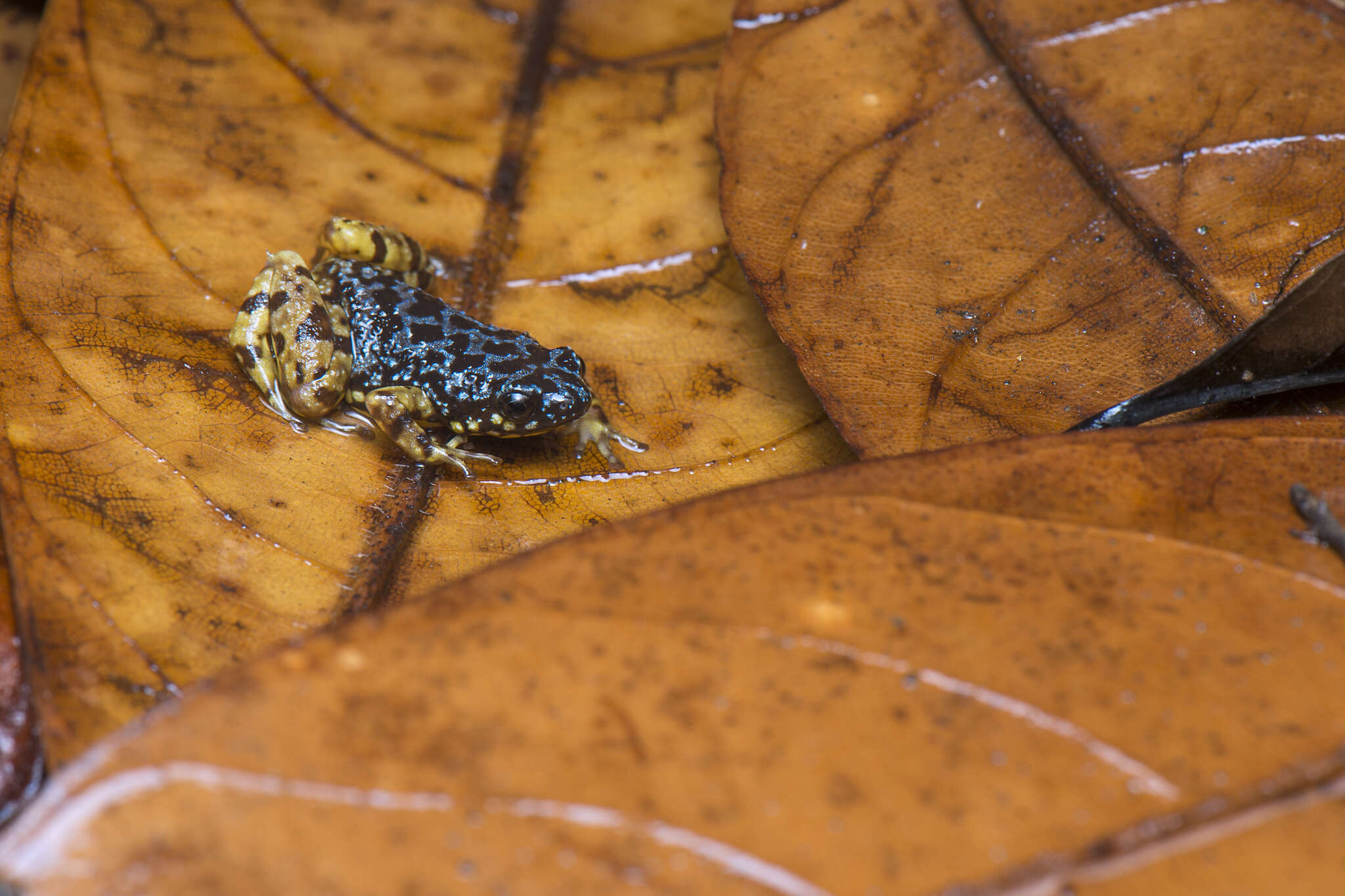 صورة Chaperininae Peloso, Frost, Richards, Rodrigues, Donnellan, Matsui, Raxworthy, Biju & Lemmon et al. 2016