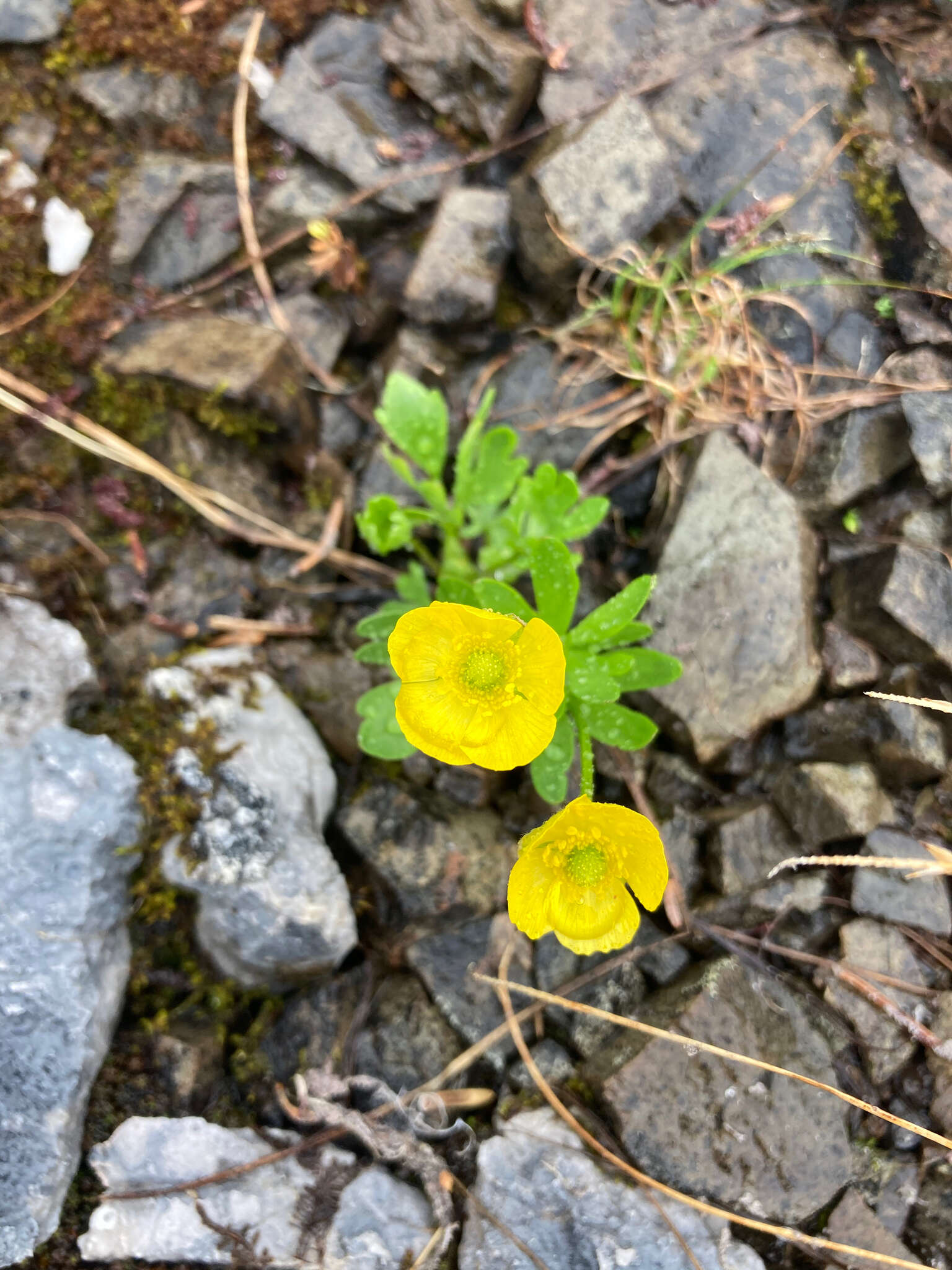 Sivun Ranunculus eschscholtzii Schltdl. kuva