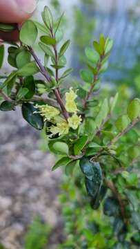 Image of box-leaf honeysuckle