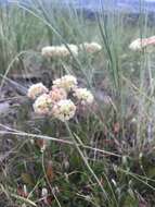 صورة Eriogonum umbellatum var. majus Hooker