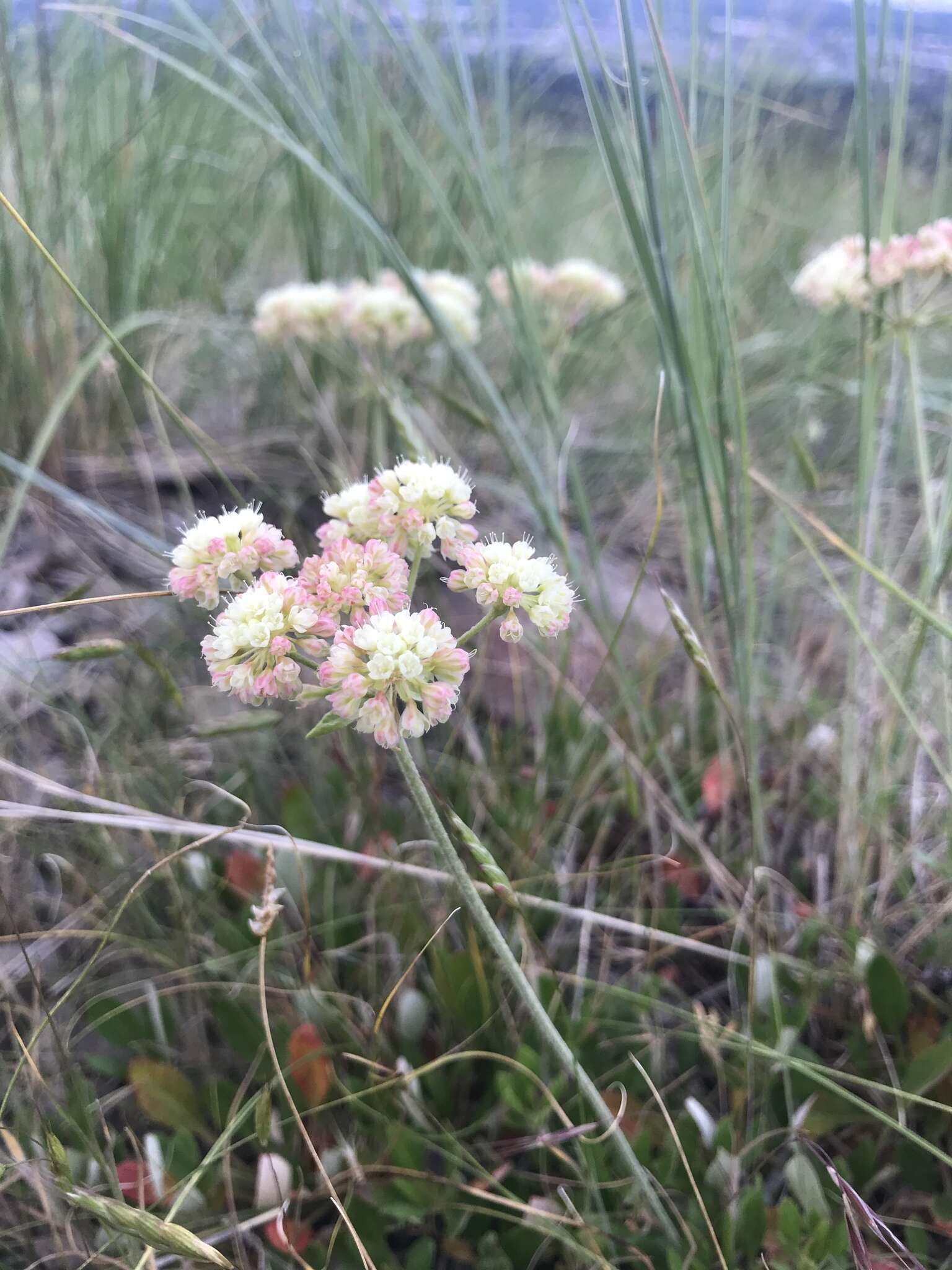 صورة Eriogonum umbellatum var. majus Hooker