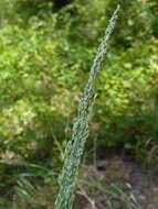 Plancia ëd Panicum amarum Elliott