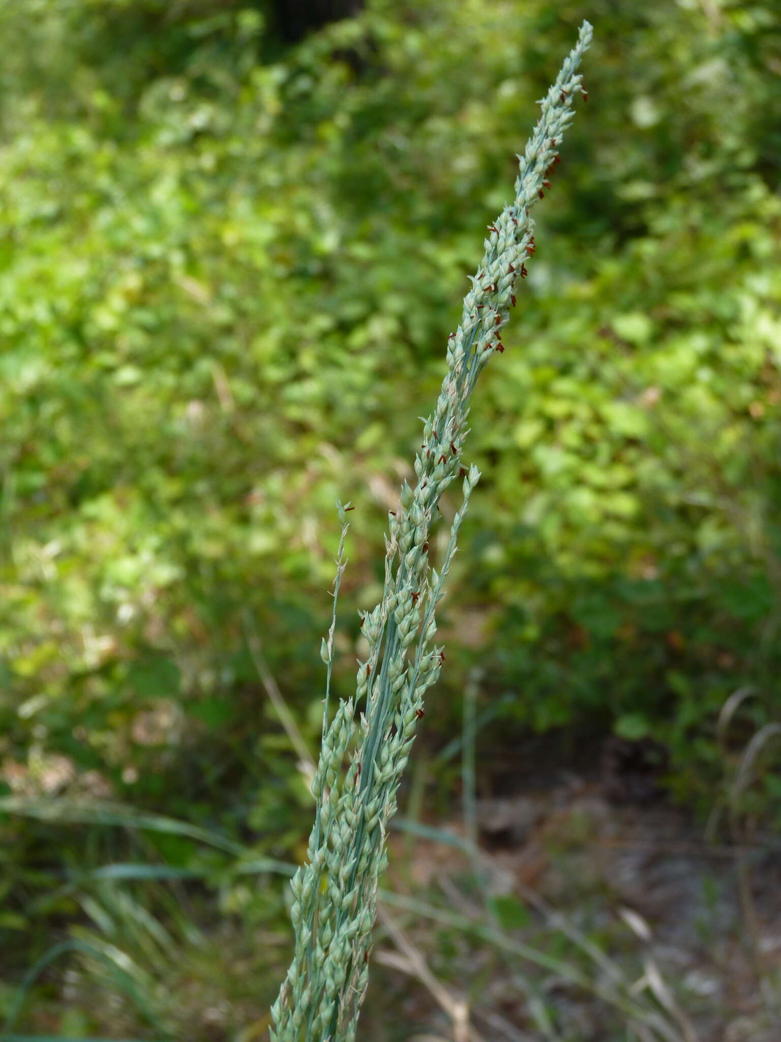 Image of bitter panicgrass