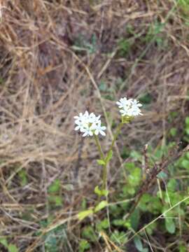 Plancia ëd Valerianella nuttallii (Torr. & Gray) Walp.