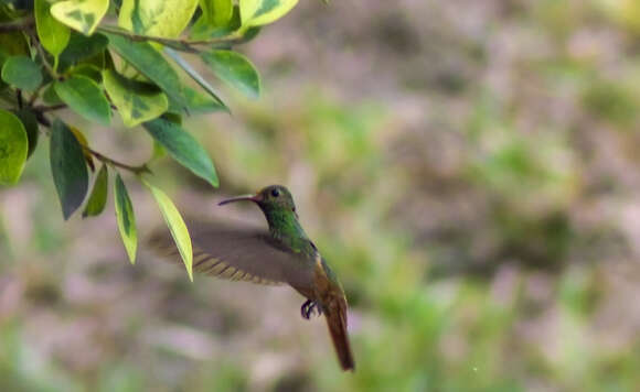 Imagem de Amazilia yucatanensis (Cabot & S 1845)