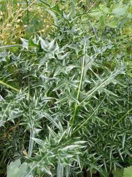 Image of spine acanthus