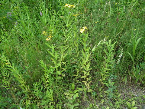 Image of Round-Seed St. John's-Wort