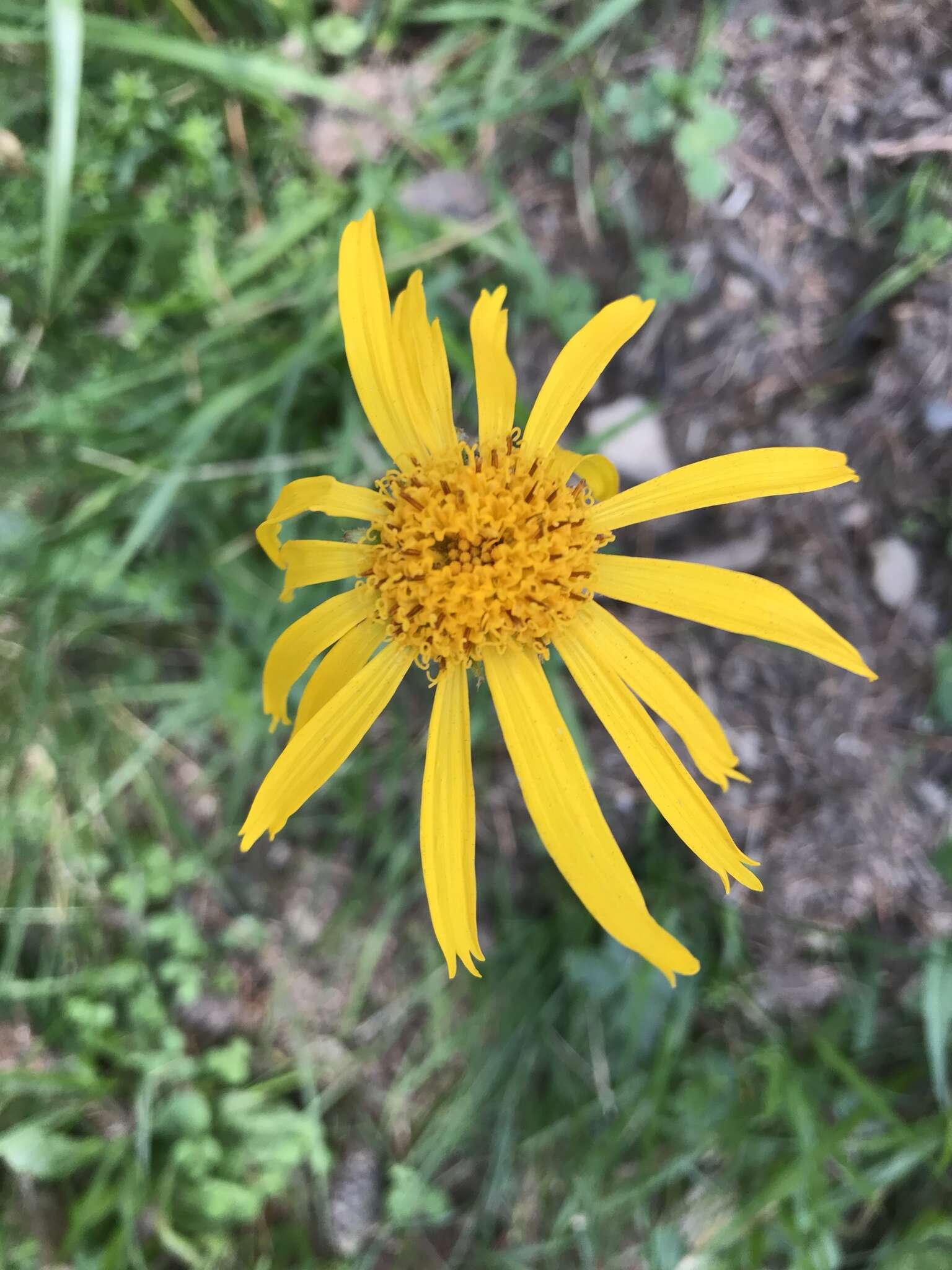 Image of mountain arnica