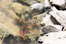 Image of Mud crab