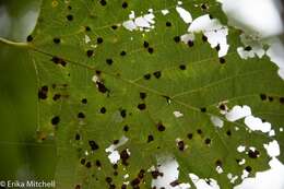 Image of Contarinia verrucicola (Osten Sacken 1875)