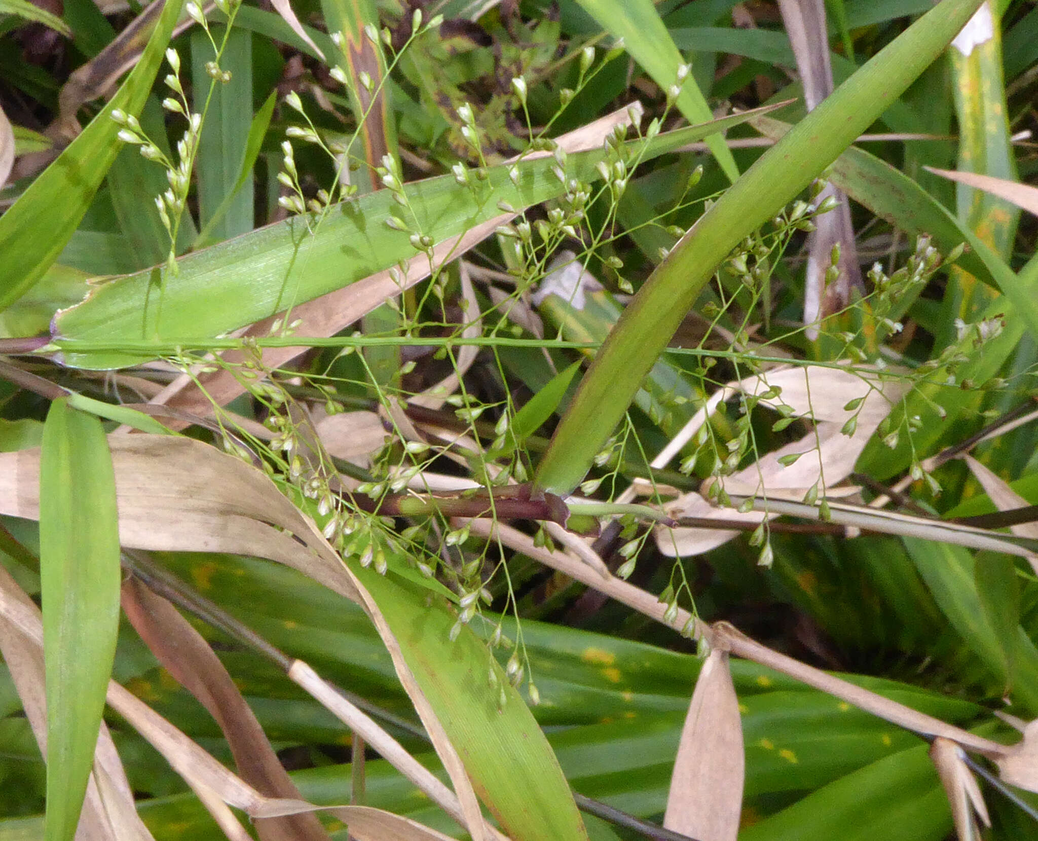 Plancia ëd Isachne distichophylla Munro ex Hillebr.