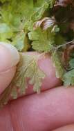 Plancia ëd Hymenophyllum rufescens Kirk