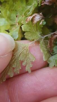 Image of Hymenophyllum rufescens Kirk