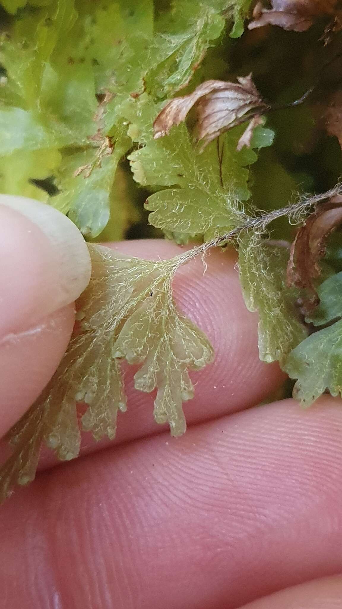 Plancia ëd Hymenophyllum rufescens Kirk