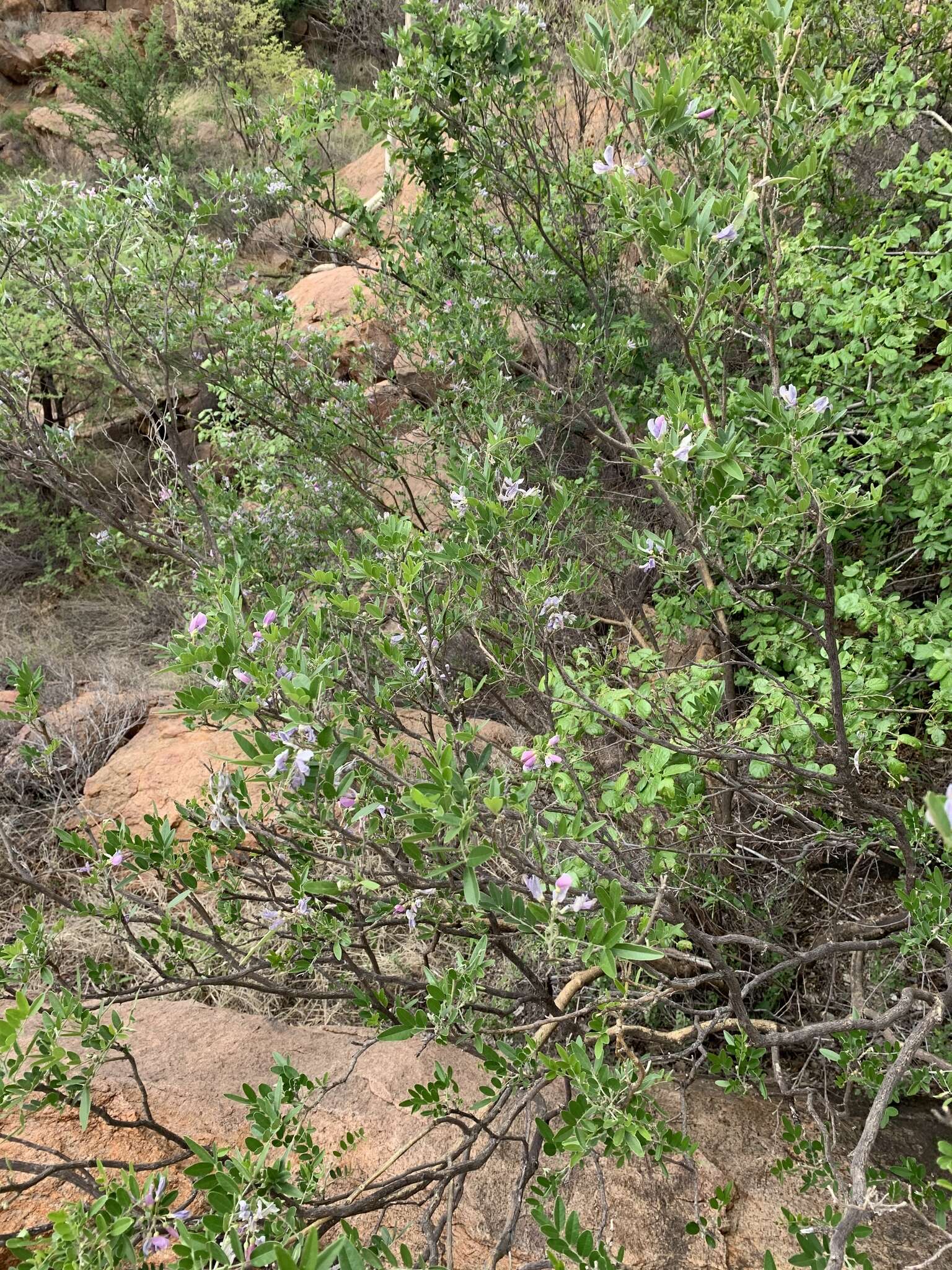 صورة Mundulea sericea subsp. sericea