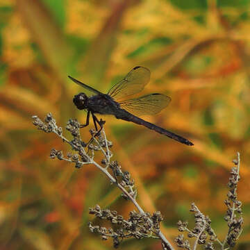 Libellula incesta Hagen 1861 resmi